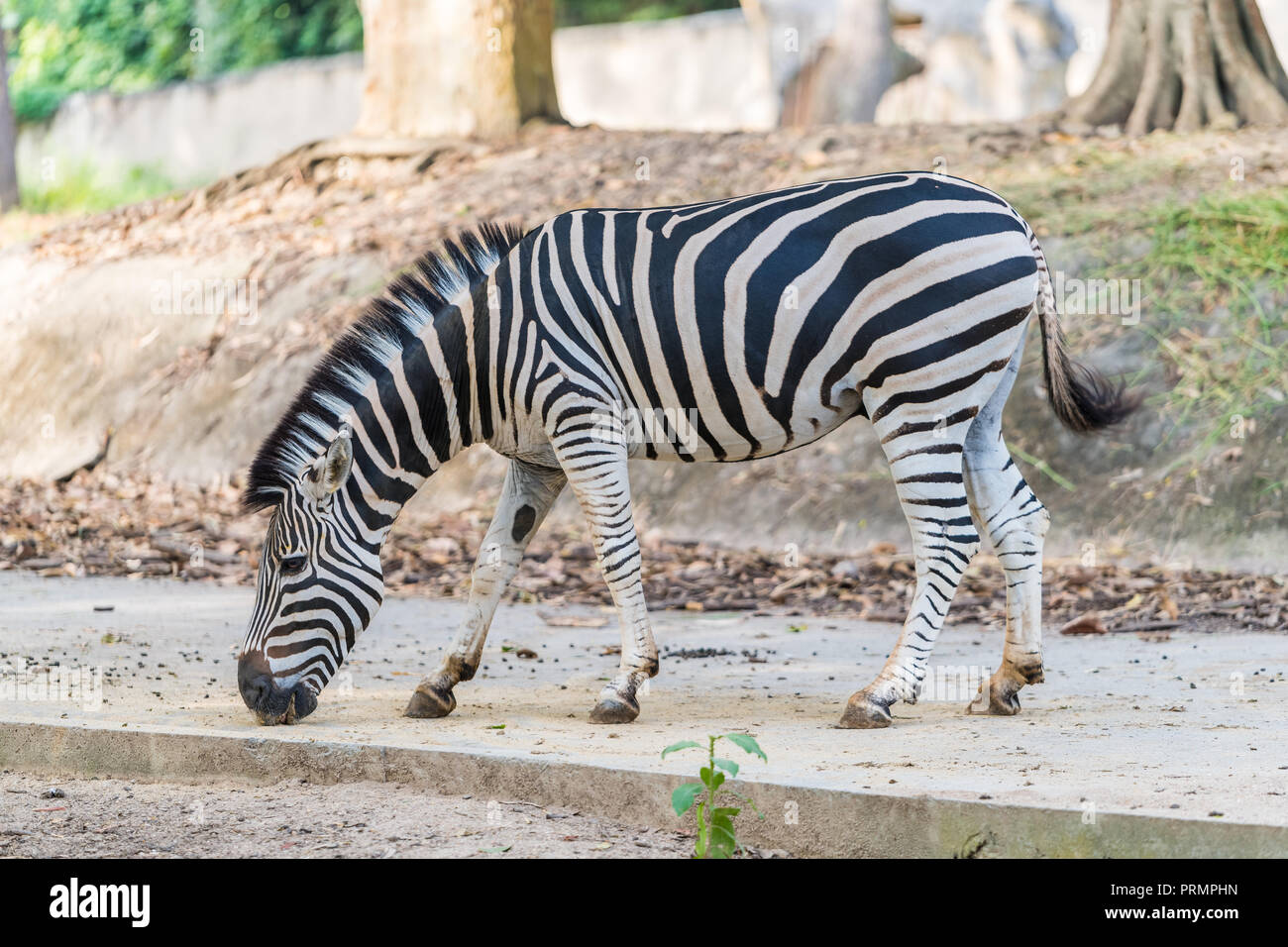 A zebra under captivity in a private zoo Stock Photo Alamy