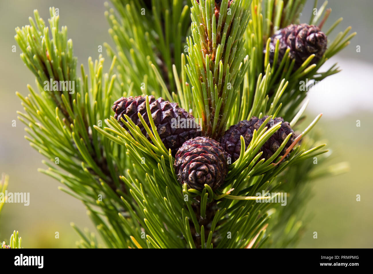 Cones on a young pine at a high alpine meadow Stock Photo