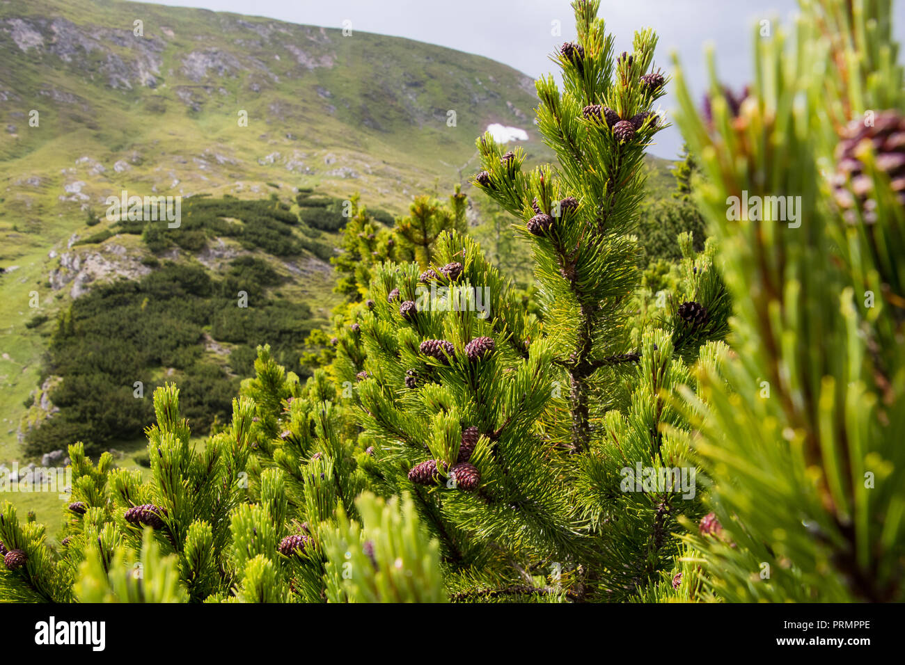 Cones on a young pine at a high alpine meadow Stock Photo