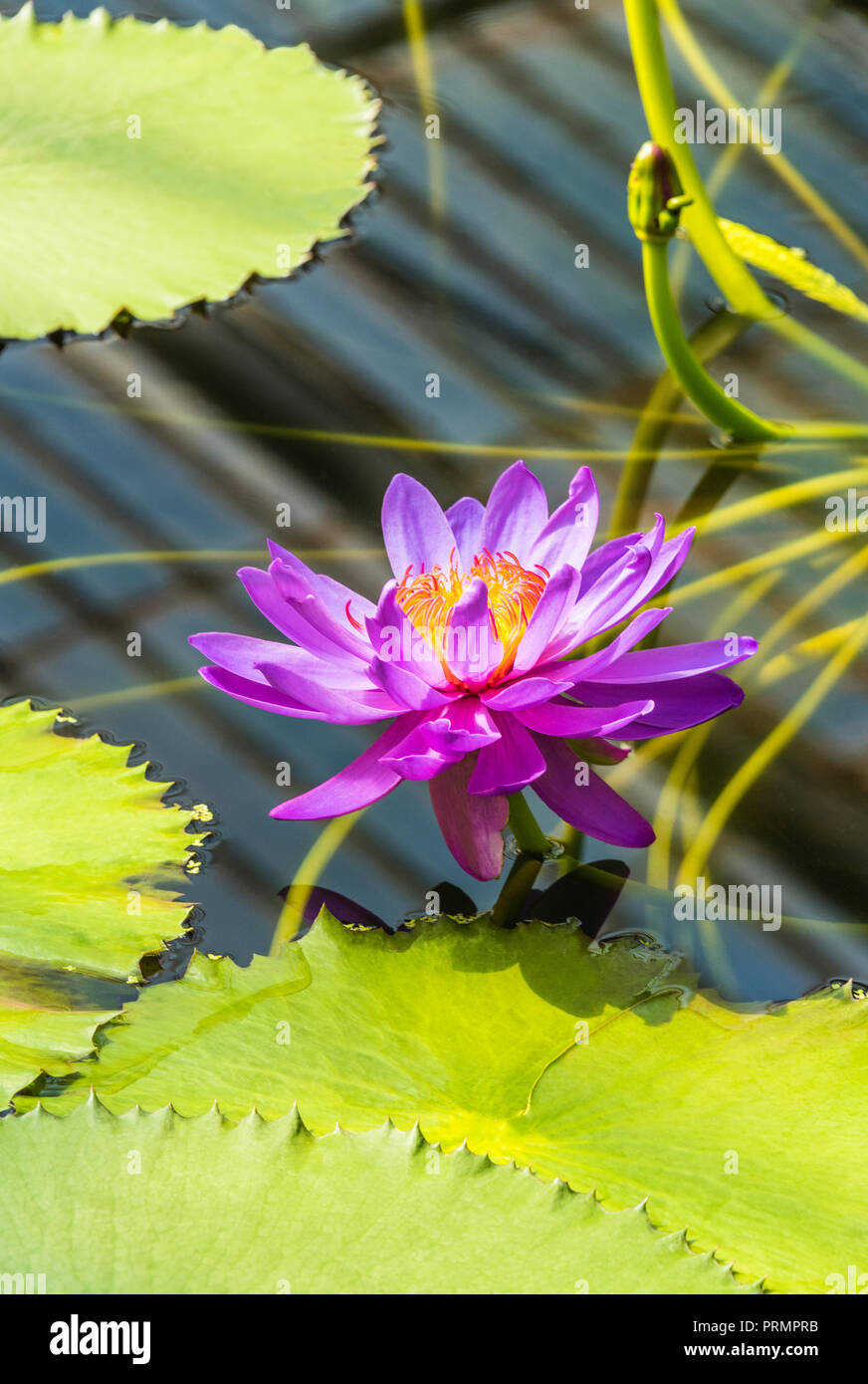 Water lilies in Kew Gardens, London, England Stock Photo Alamy