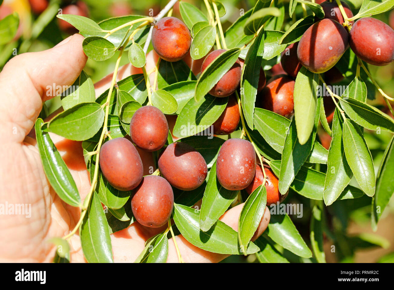 Jujube fruits. Ziziphus jujuba. Chinese dates Stock Photo