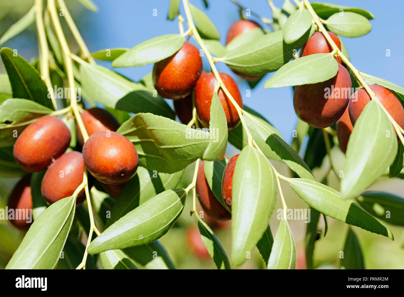 Jujube fruits. Ziziphus jujuba. Chinese date Stock Photo