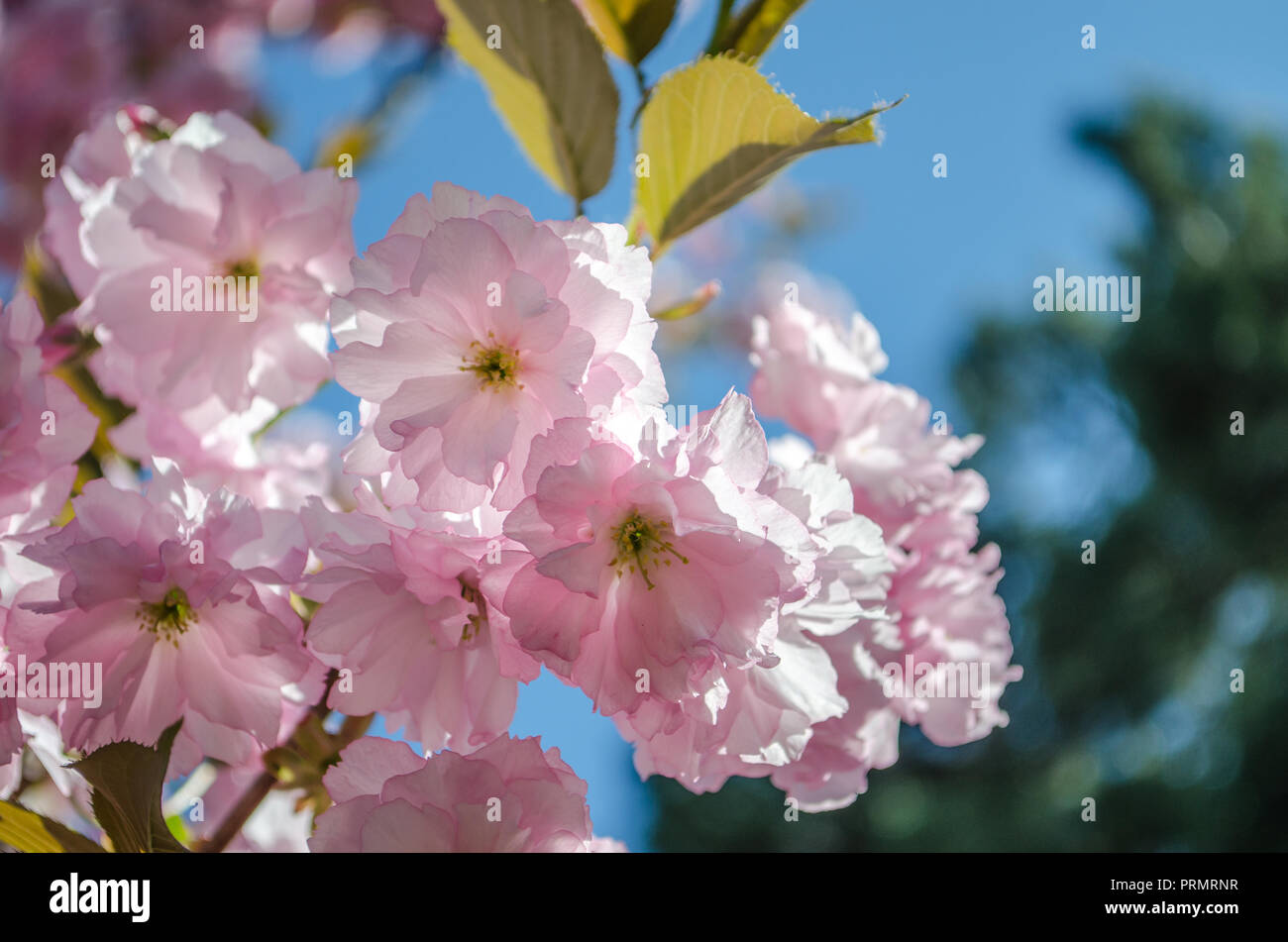 Sakura blooms hi-res stock photography and images - Alamy