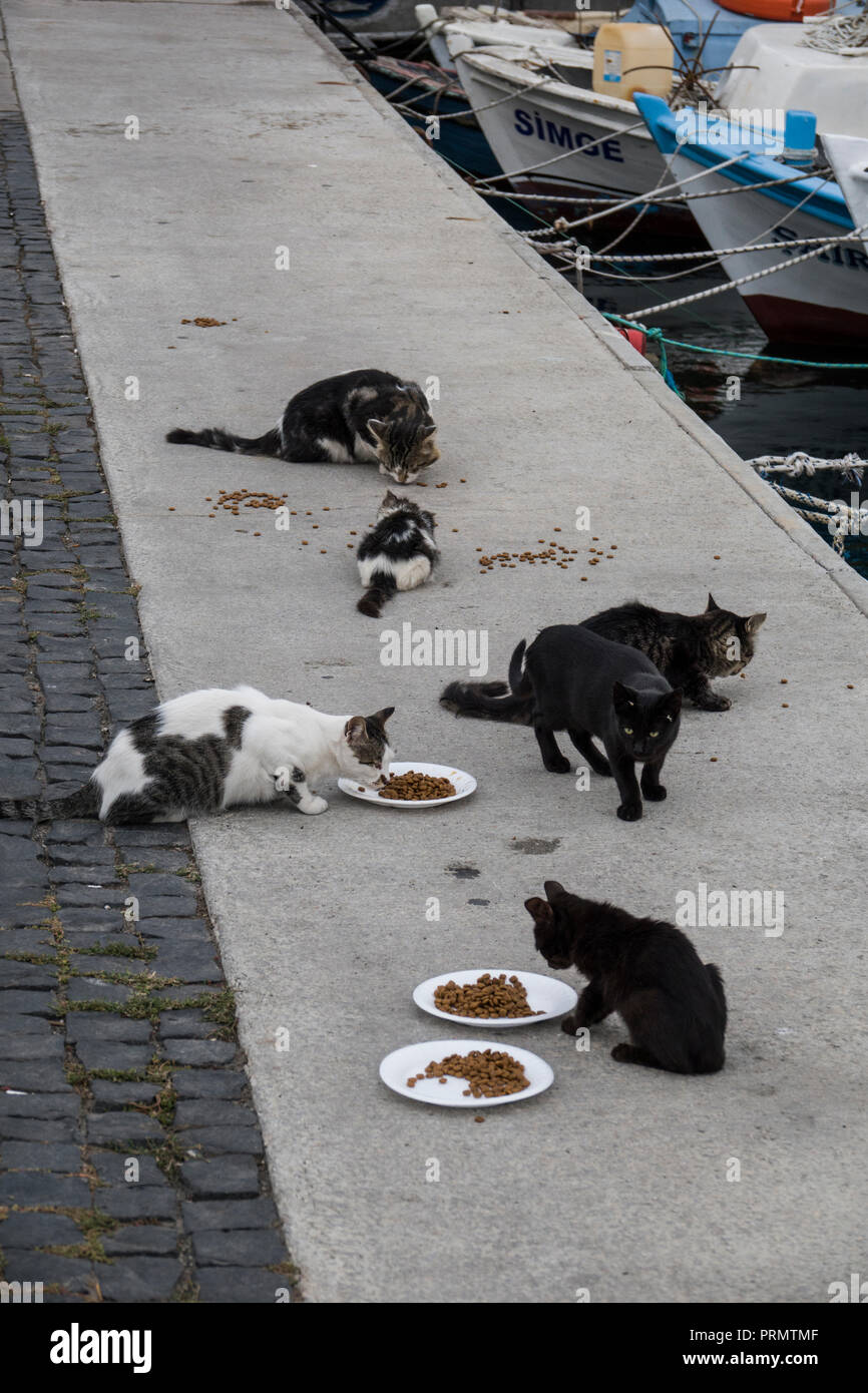 Stray cats being fed at waterfront in Canakkale, Mamara, Turkey Stock