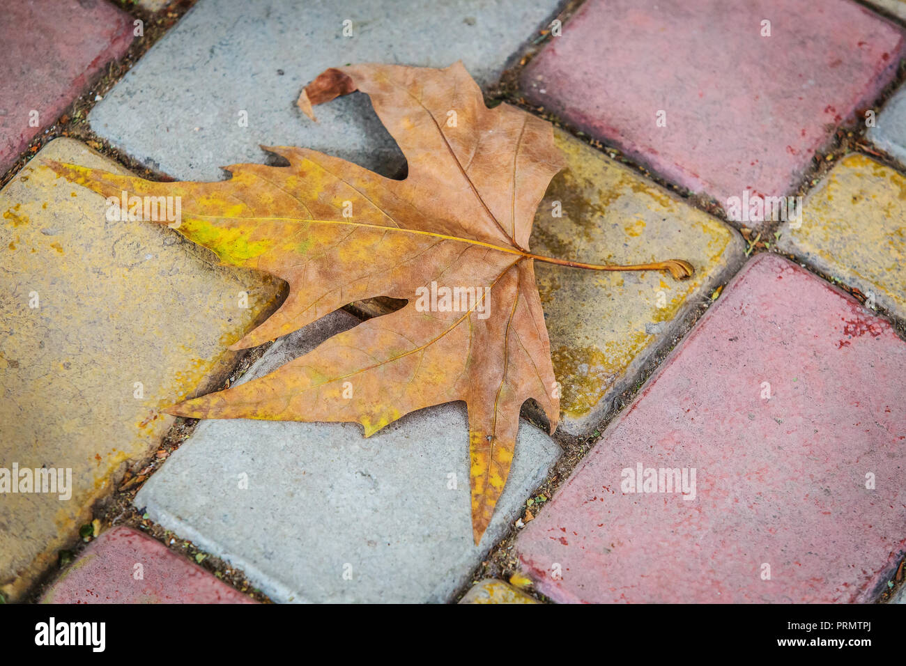 Dry autumn maple leaf on pavement tile Stock Photo - Alamy