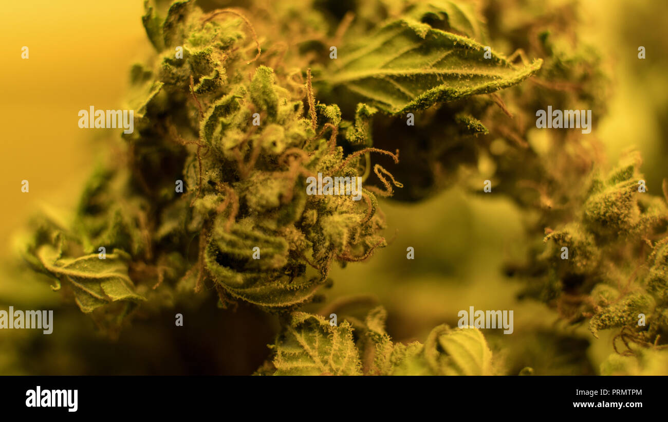 Best Marijuana Strains buds. Purple Haze , Indica, Sativa, OG, Kush