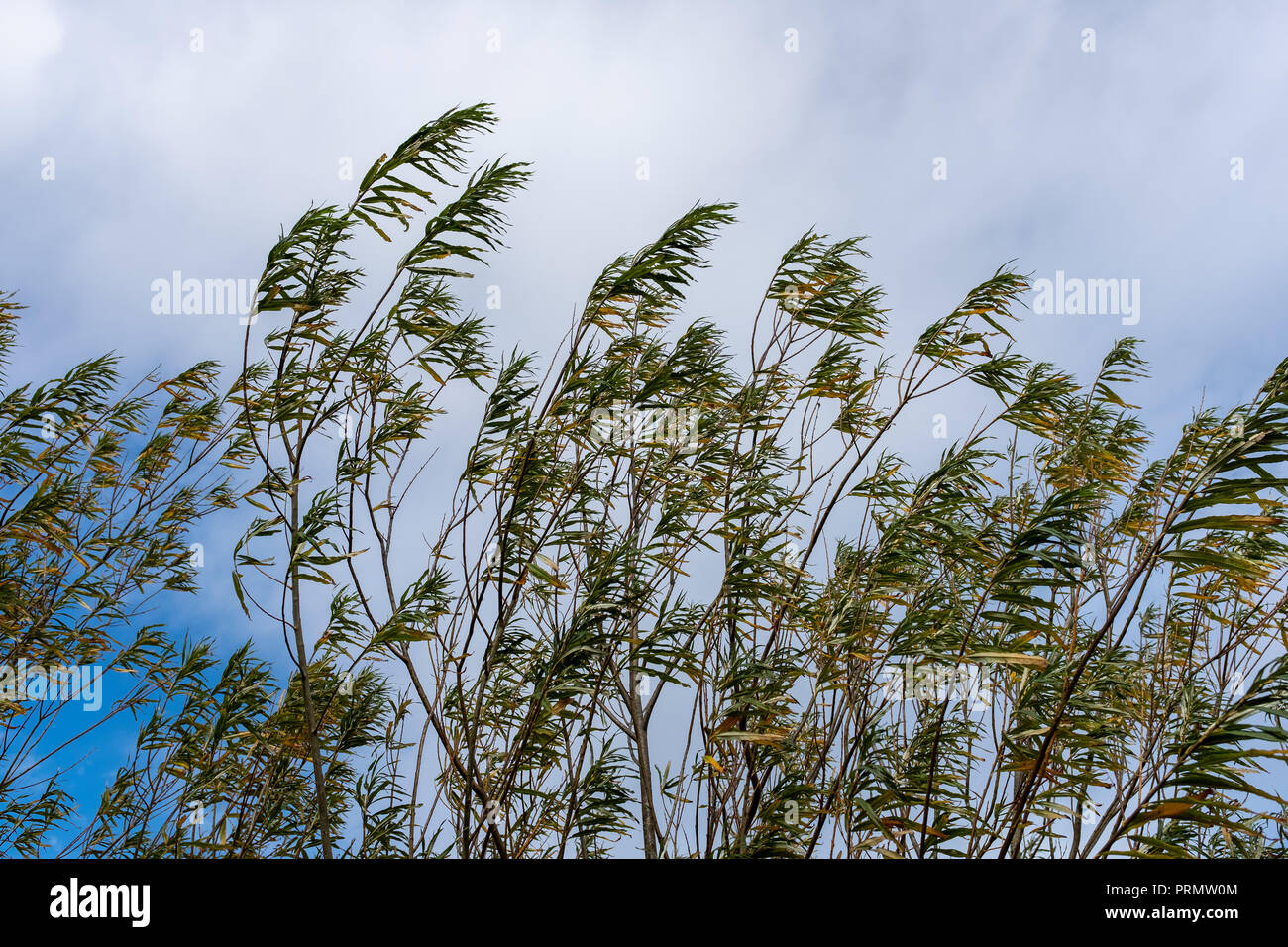 Shown in East Riding of Yorkshire are rushes blowing in the wind against a blue sky on a sunny autumn day. Stock Photo