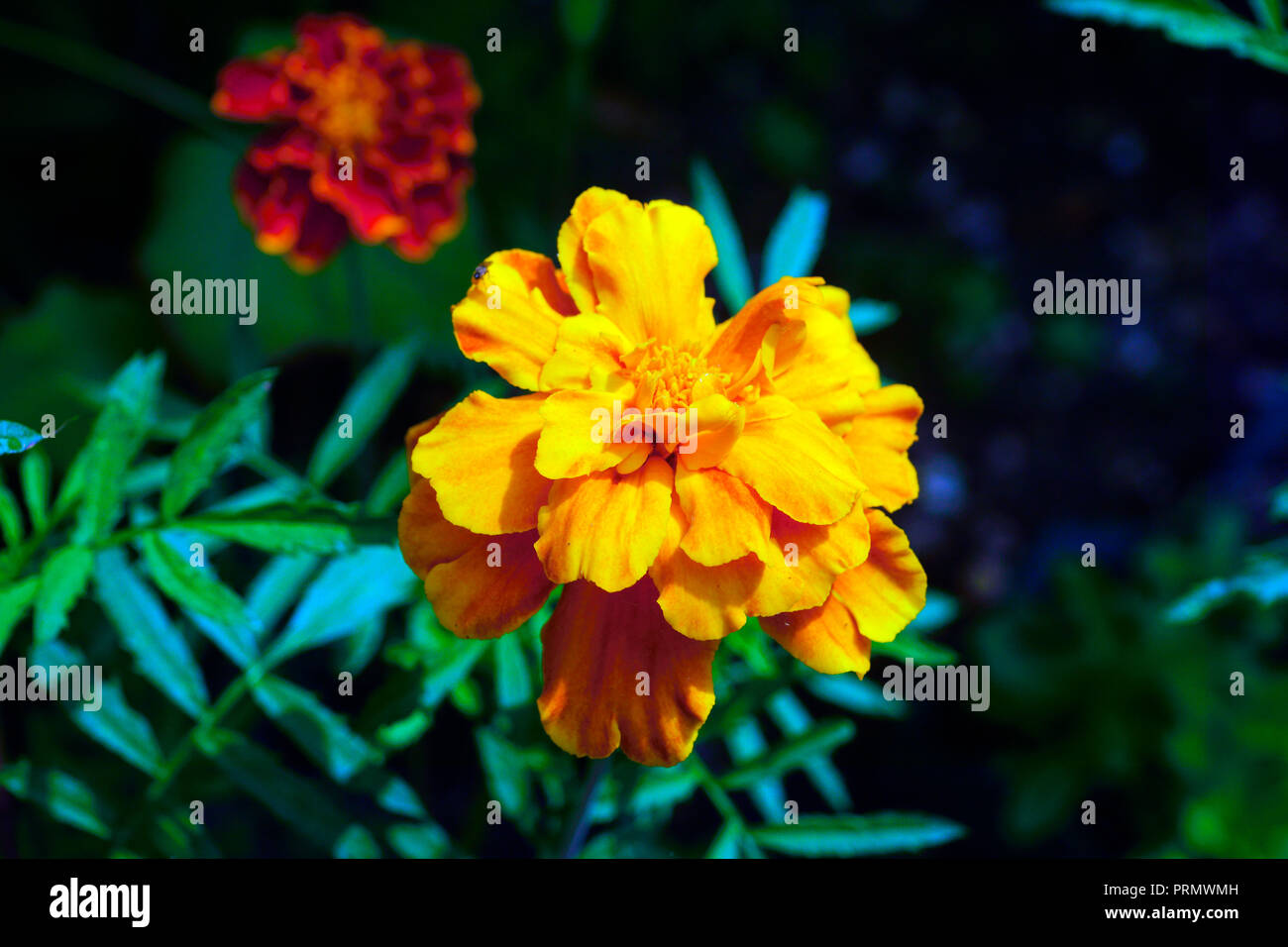 MARIGOLD Stock Photo - Alamy