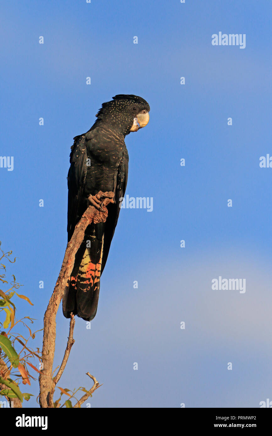 Redtailed BlackCockatoo in Far North Queensland Australia Stock Photo