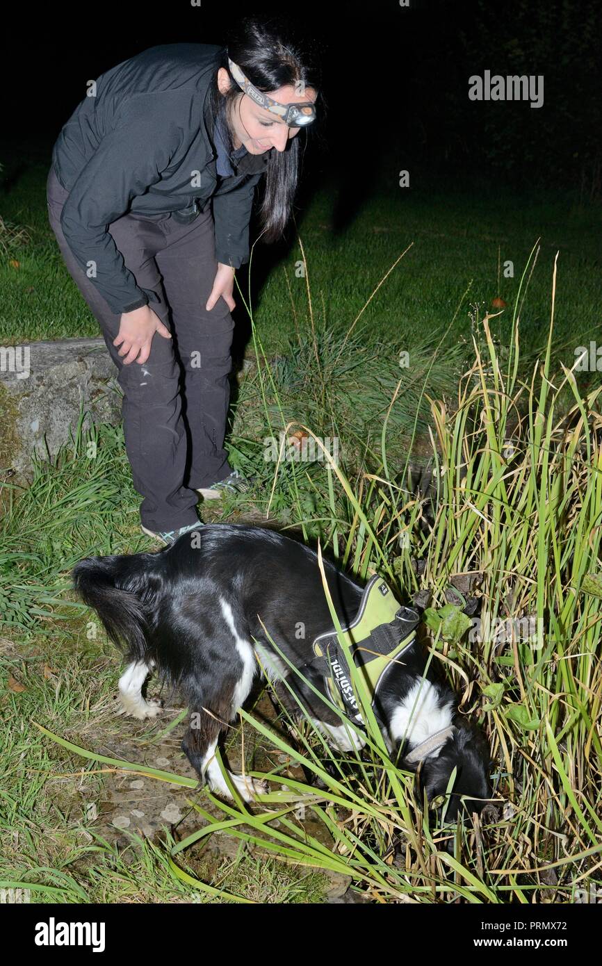 Nikki Glover of Wessex Water watching sniffer dog Freya as she hunts