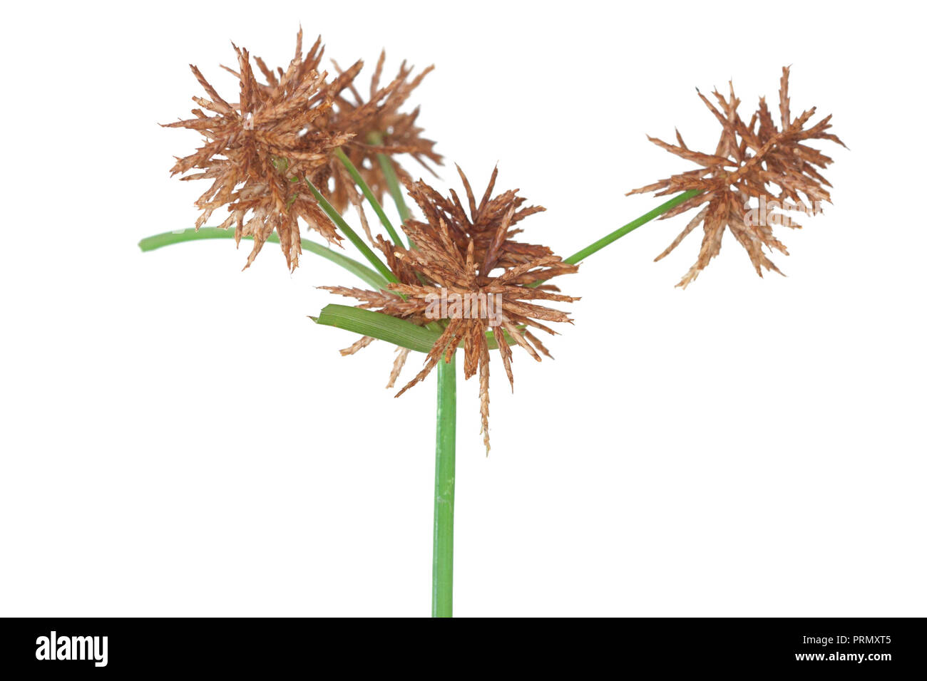 The brown seeds of a nutsedge weed are ready to drop. The wildflower is on a white background. Stock Photo