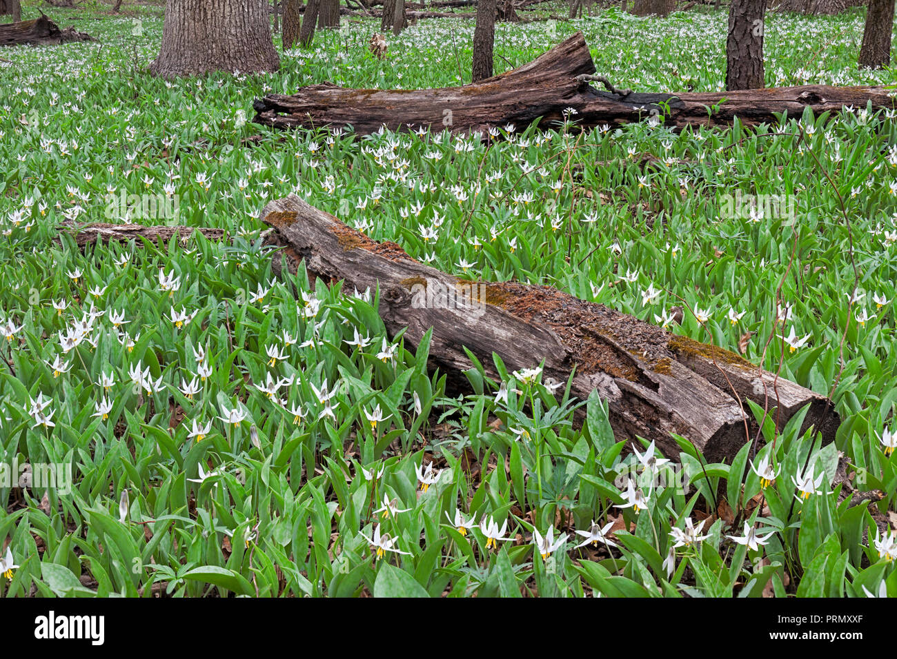 A rebirth of a colony of white trout lilies takes over the charred logs