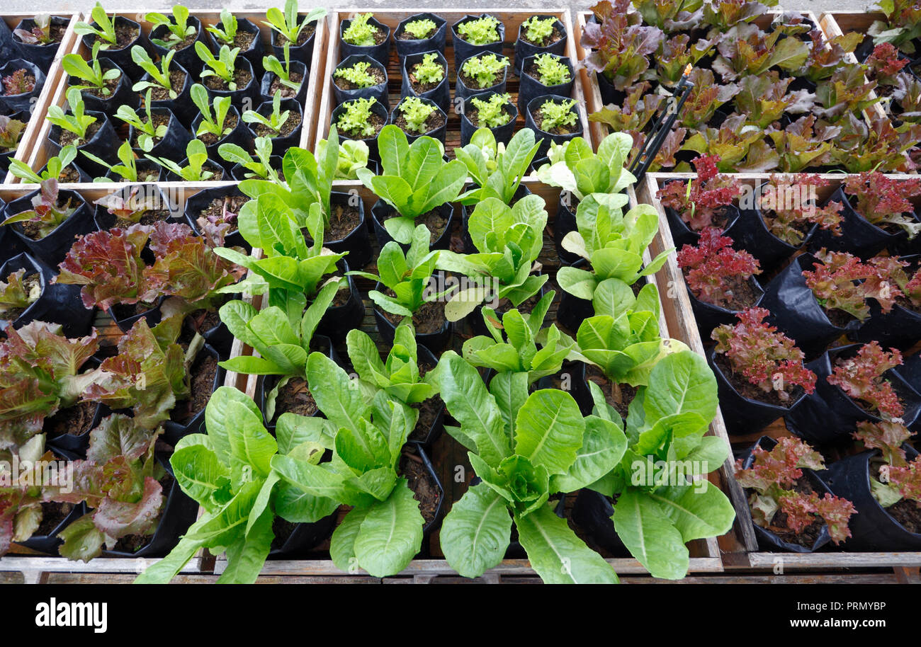 Fresh salad vegetables glowing on raise bed garden Stock Photo