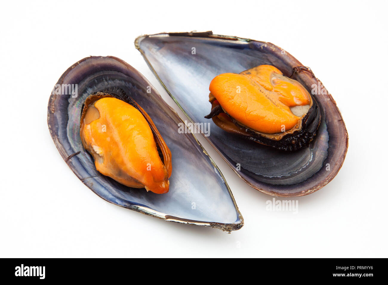 two mussels on a white background Stock Photo - Alamy