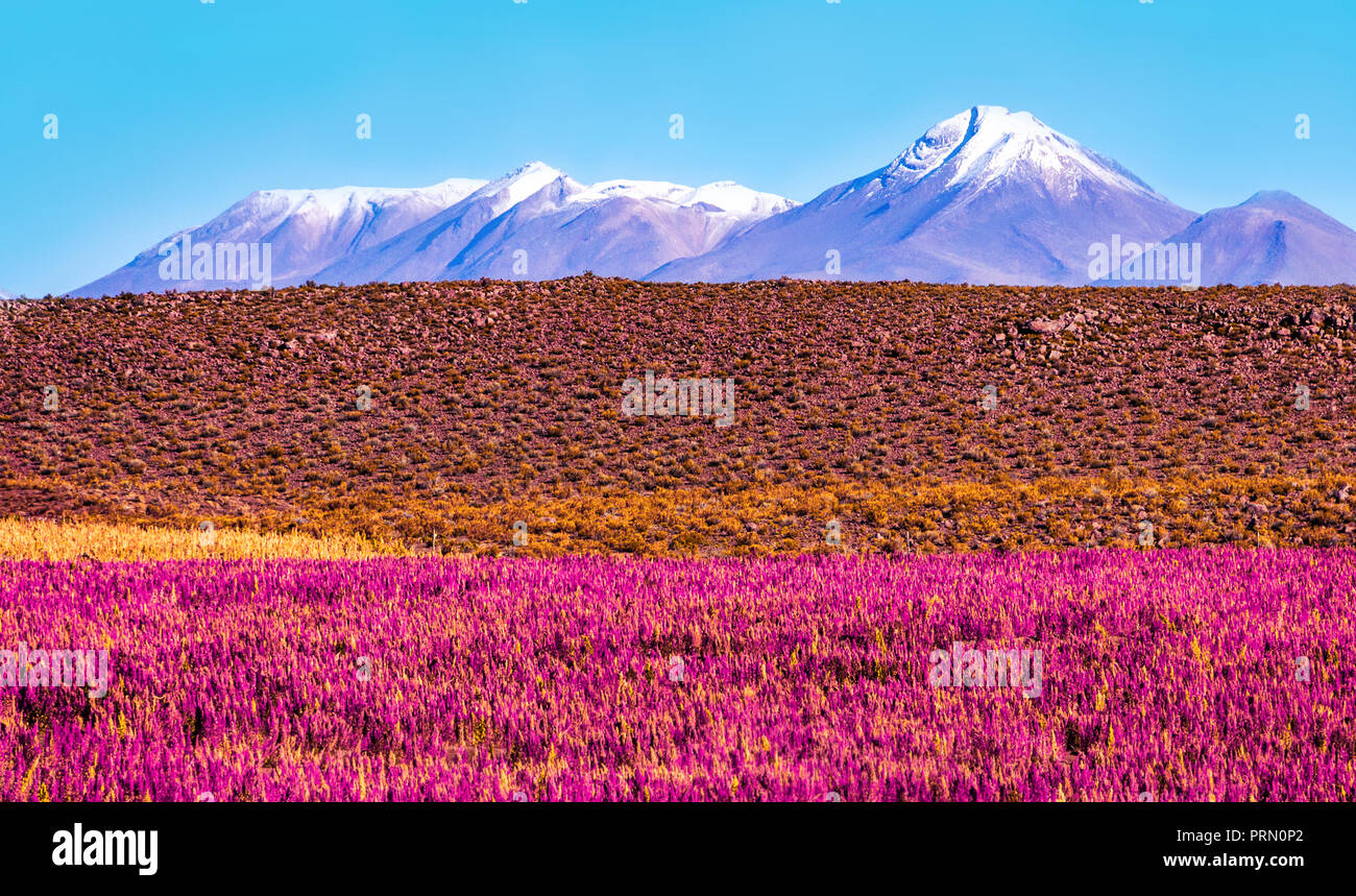 Scenic landscape with flowering plants in the foreground and the snow-capped volcano Stock Photo