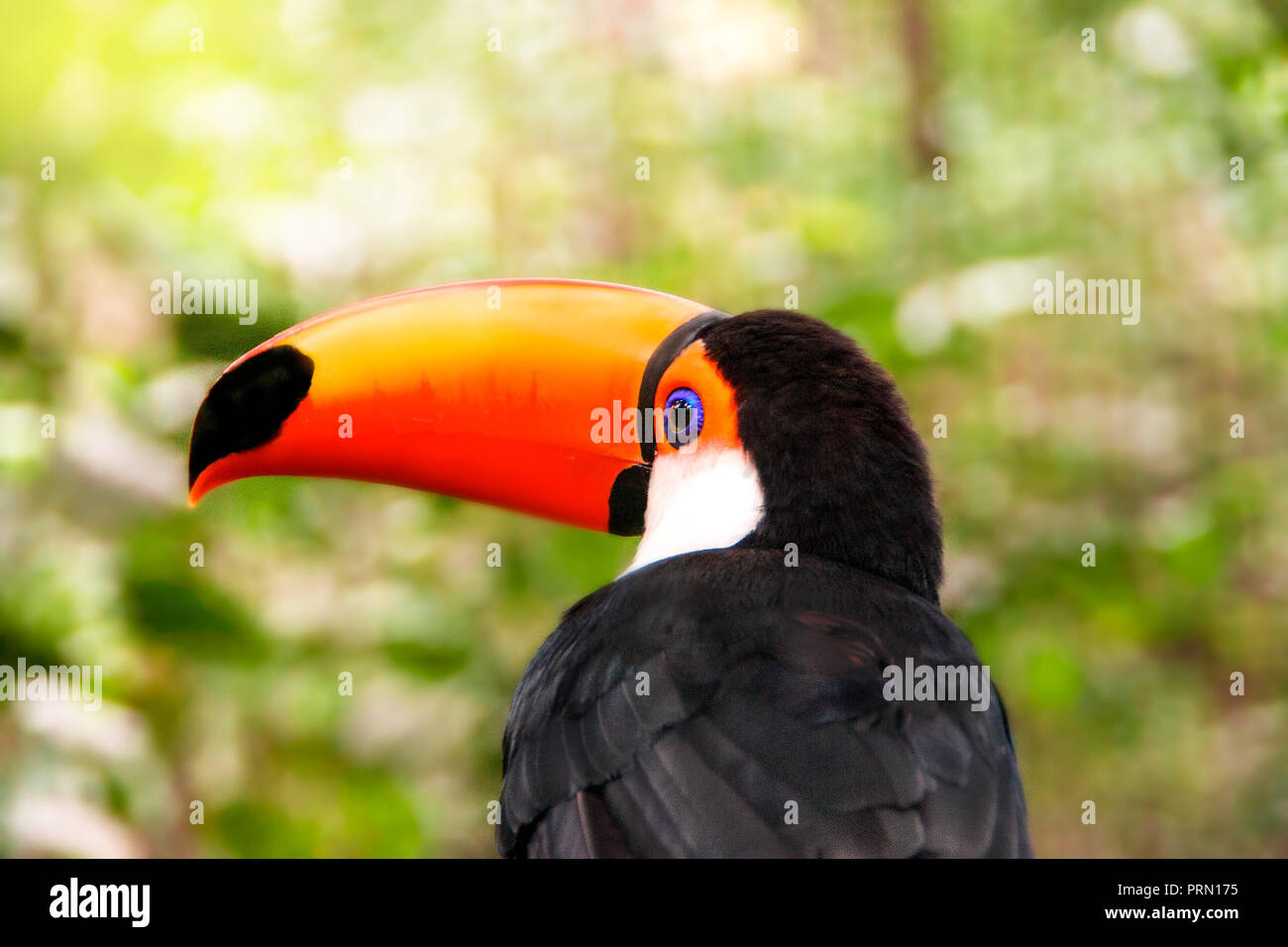 Portrait of Toucan Toco bird close up sitting back on a branch of tree in rainforest. Also known as the common toucan or toucan Stock Photo