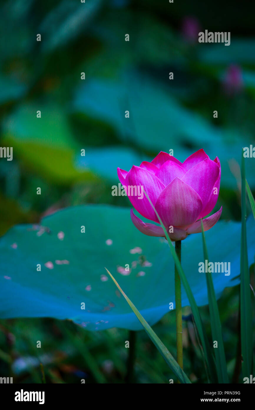 Flowers Of Bangladesh Stock Photos & Flowers Of Bangladesh Stock Images