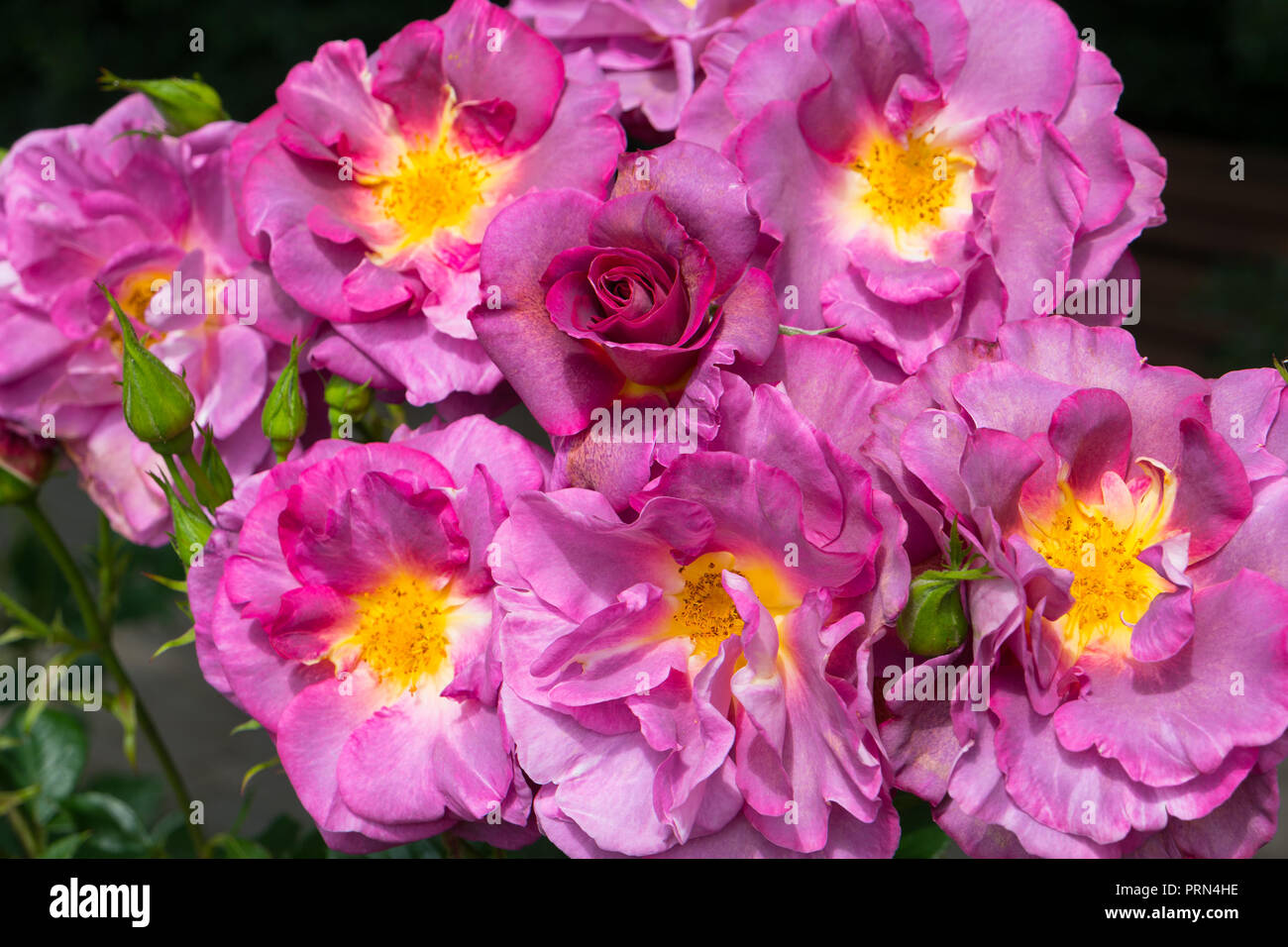Bush blooming pink roses close up Stock Photo - Alamy