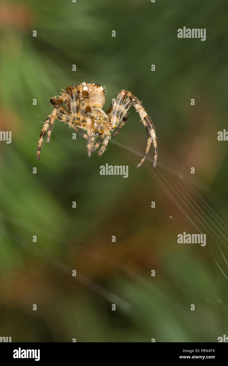 Uk spiders hi-res stock photography and images - Alamy