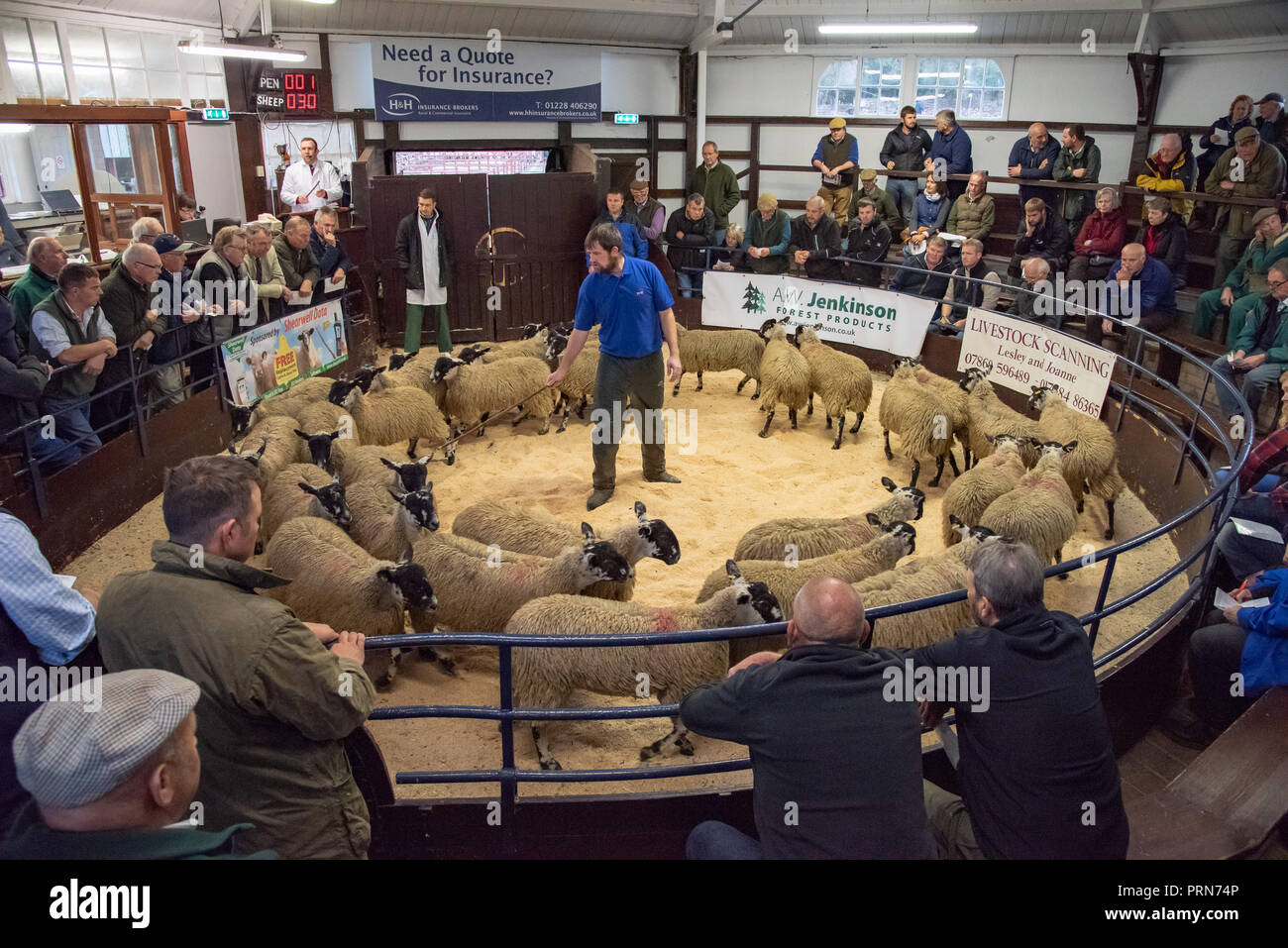Cumbria, UK. 3rd Oct 2018. The harvest of the fells. The Alston Moor sale of over 18,000 Mule lambs, which will be used for breeding, at Lazonby Livestock Market, Cumbria. Credit: John Eveson/Alamy Live News Stock Photo