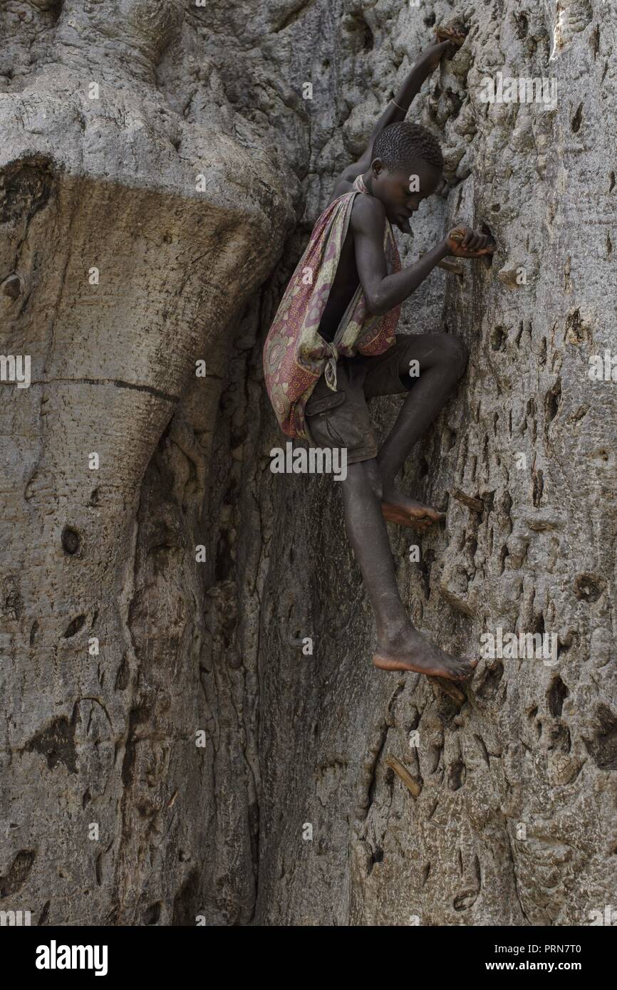 April 21, 2017 - Lake Eyasi, Ngorongoro district, Tanzania - Manu (16) climbs a baobab tree to look for water and honey.The Hadza are one of the last remaining societies, which remain in the world, that survive purely from hunting and gathering. Very little has changed in the way the Hadza live their lives. But it has become increasingly harder for them to pursue the Hadza way of life. Either the Hadza will find a way to secure their land-rights to have access to unpolluted water springs and wild animals, or the Hadzabe lifestyle will disappear, with the majority of them ending up as poor and Stock Photo