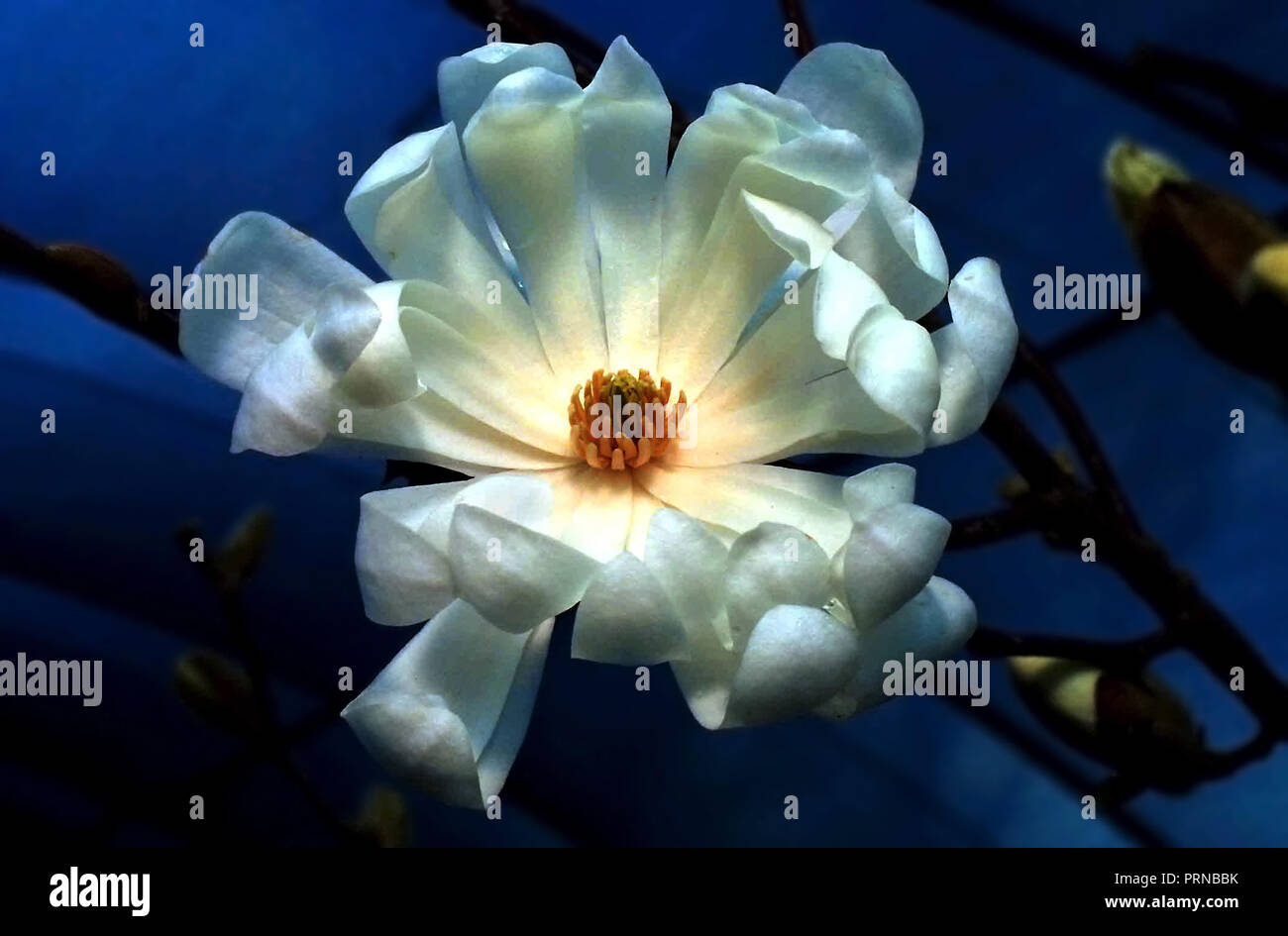Portland, Oregon, USA. 1st Apr, 2003. A Magnolia stellata 'Royal Star' shows off its glory in the early morning light. Credit: L.E. Baskow/ZUMA Wire/Alamy Live News Stock Photo