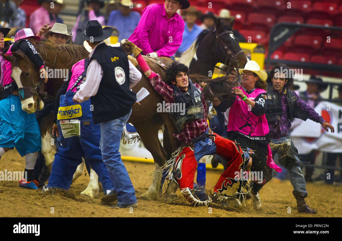 Wyoming, USA. 7th Nov, 2013. Many rodeo personnel swarm to the aide of bareback rider Catlin Clifford (center) of Porcupine, S. Dakota, who was being dragged about the arena by a horse he wasn't able to untie from during the Indian National Finals Rodeo at the South Point Equestrian Center. Credit: L.E. Baskow/ZUMA Wire/Alamy Live News Stock Photo