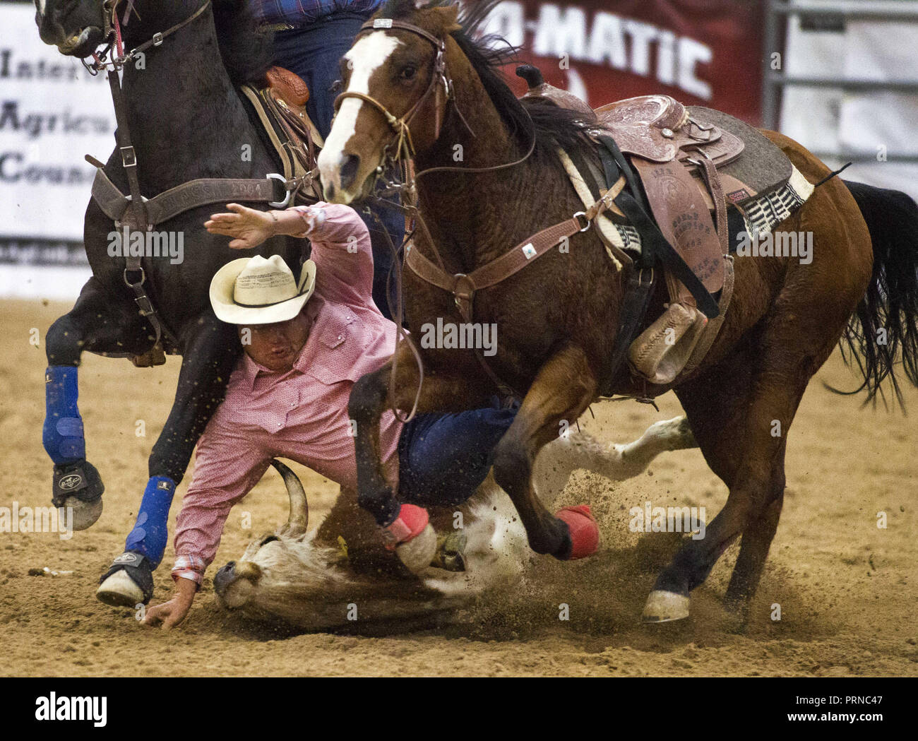 Wyoming, USA. 7th Nov, 2013. A steer wrestler is about to get the horn  during the Wrangler National Finals Rodeo Go-Round Day 3 at the Thomas &  Mack Center in Las Vegas,