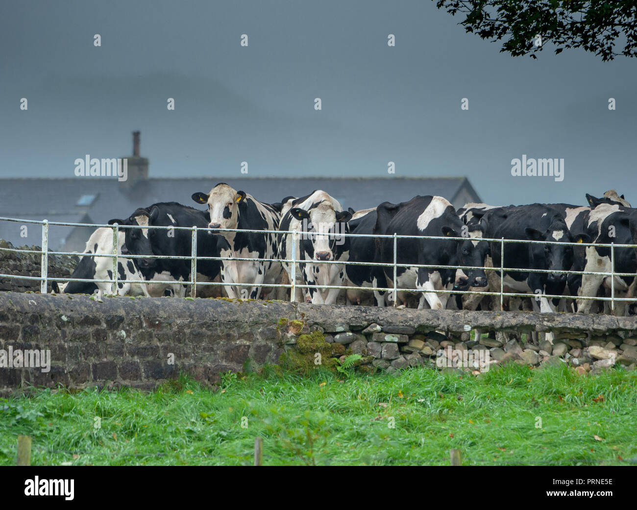 Dunsop Bridge, Clitheroe, Lancashire, UK. 4th October, 2018. A grey and damp start to the day in Dunsop Bridge, Clitheroe, Lancashire as dairy cows make their way back to the fields after milking. Credit: John Eveson/Alamy Live News Stock Photo