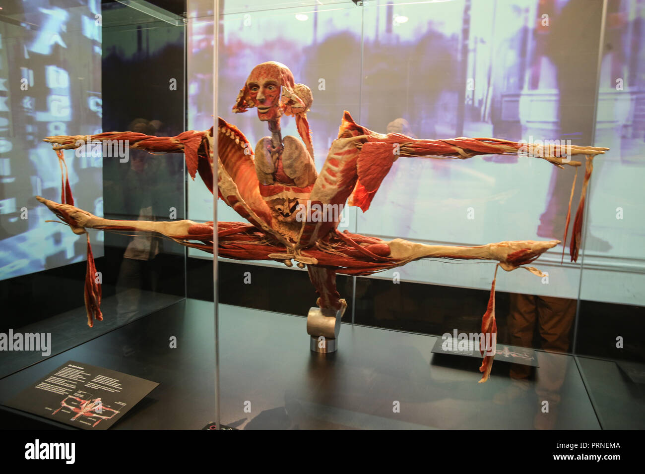 London Uk 04 October 2018 BODY WORLDS creating a permanent London flagship  for the world's most popular touring exhibition in the magnificent London  Pavilion. The fusion of science, art and health education