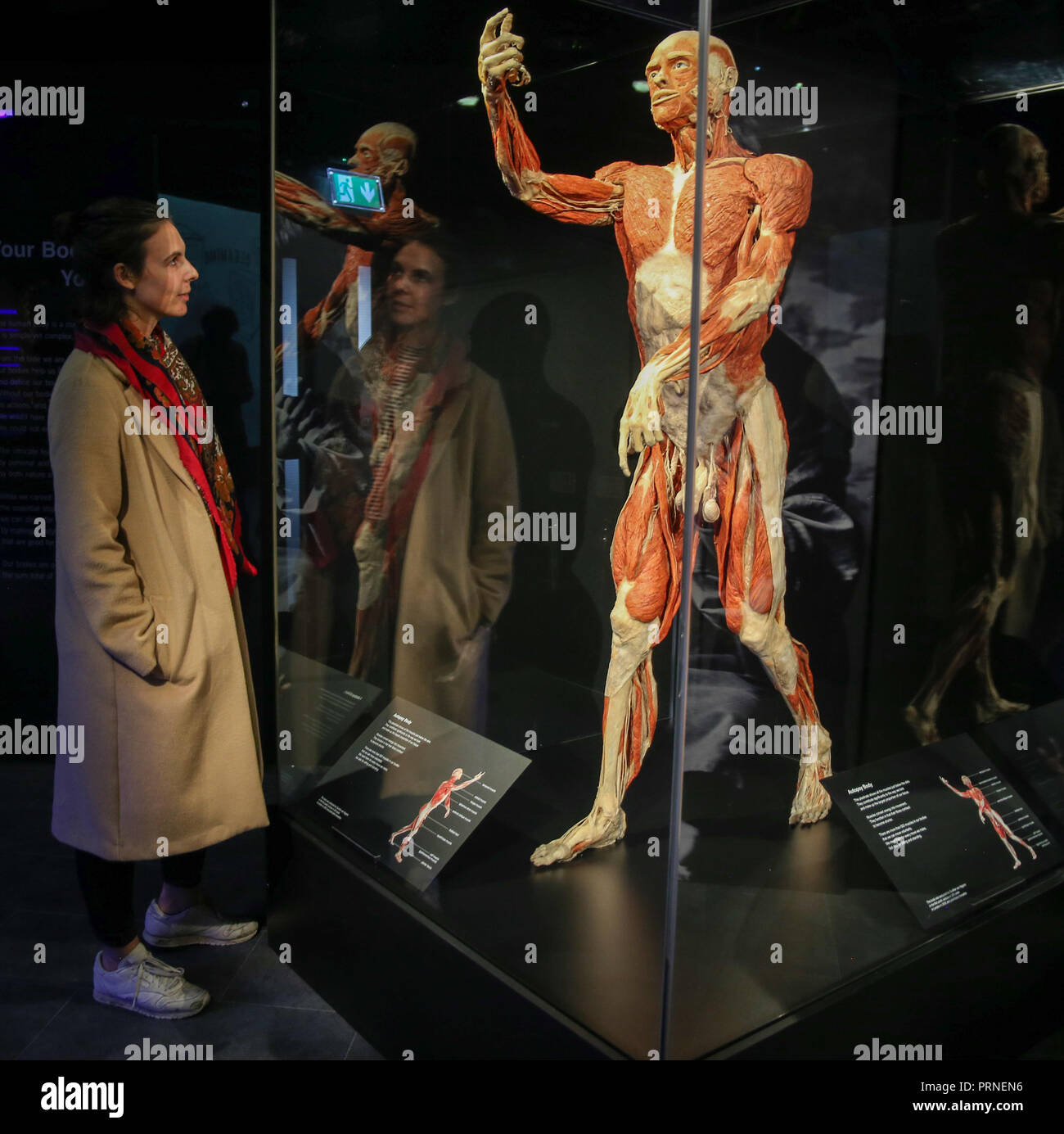 London Uk 04 October 2018 BODY WORLDS Creating A Permanent London london-uk-04-october-2018-body-worlds-creating-a-permanent-london