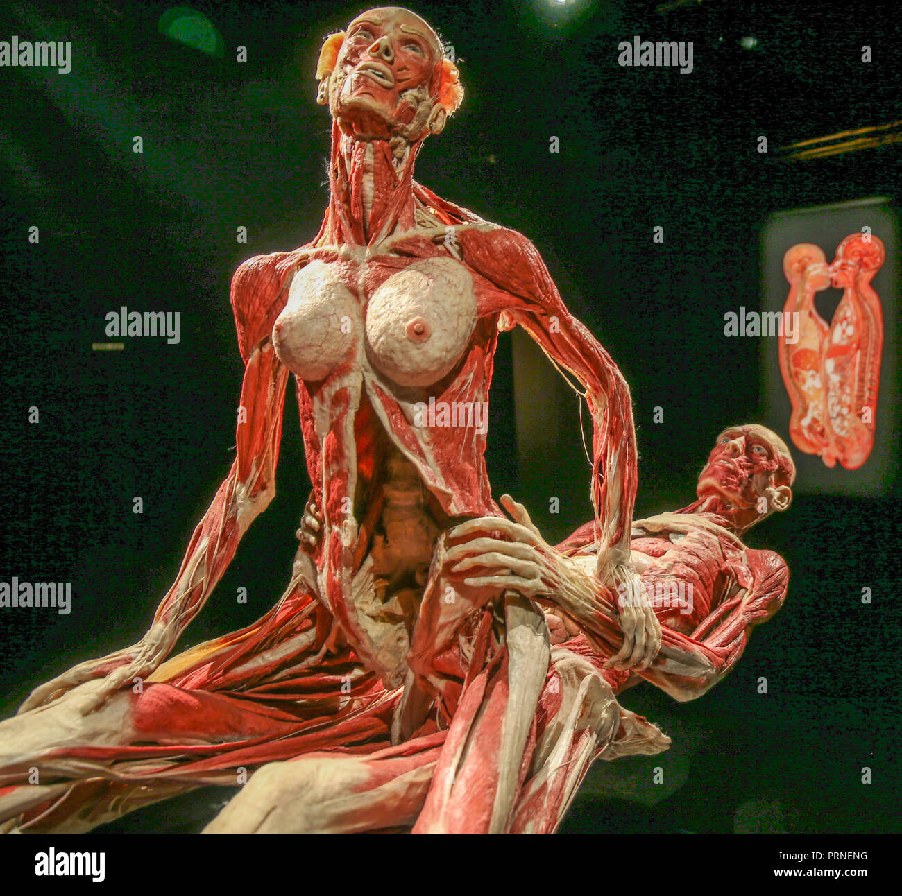 London Uk 04 October 2018 BODY WORLDS creating a permanent London flagship for the world’s most popular touring exhibition in the magnificent London Pavilion. The fusion of science, art and health education is one of the biggest new UK attractions to open in the past decade. Credit: Paul Quezada-Neiman/Alamy Live News Stock Photo