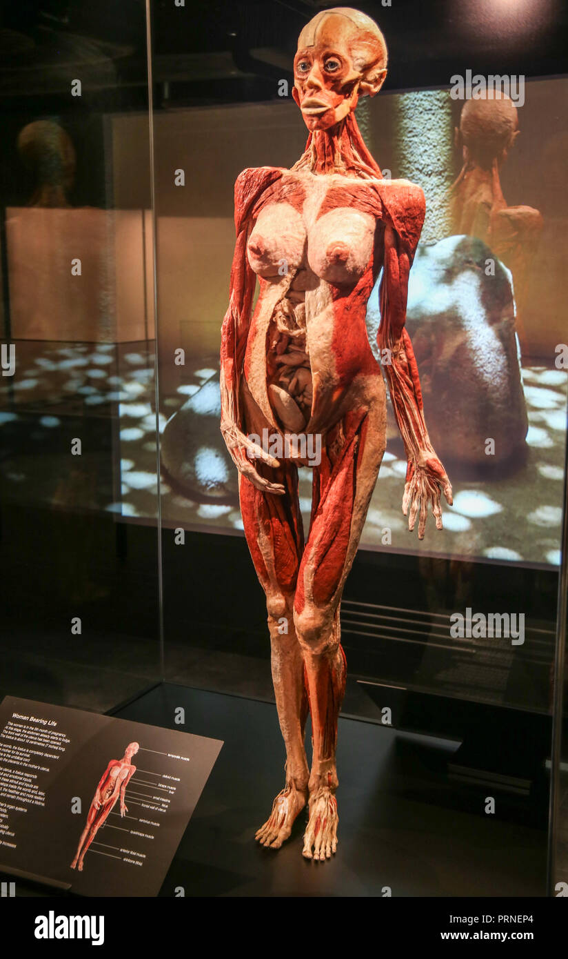 London Uk 04 October 2018 BODY WORLDS creating a permanent London flagship for the world’s most popular touring exhibition in the magnificent London Pavilion. The fusion of science, art and health education is one of the biggest new UK attractions to open in the past decade. Credit: Paul Quezada-Neiman/Alamy Live News Stock Photo