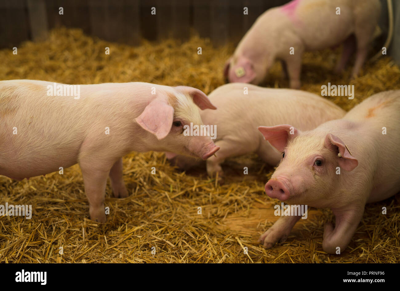 29 September 2018, Baden-Wuerttemberg, Stuttgart: Piglets walk around in a hall of the 100th Agricultural Main Festival (LWH) on the Cannstatter Wasen in their stable. Photo: Christoph Schmidt/dpa Stock Photo