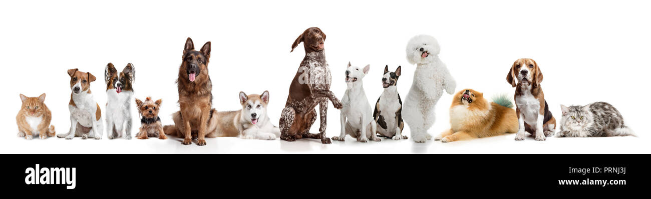 Differents dogs looking at camera isolated on a white studio background ...
