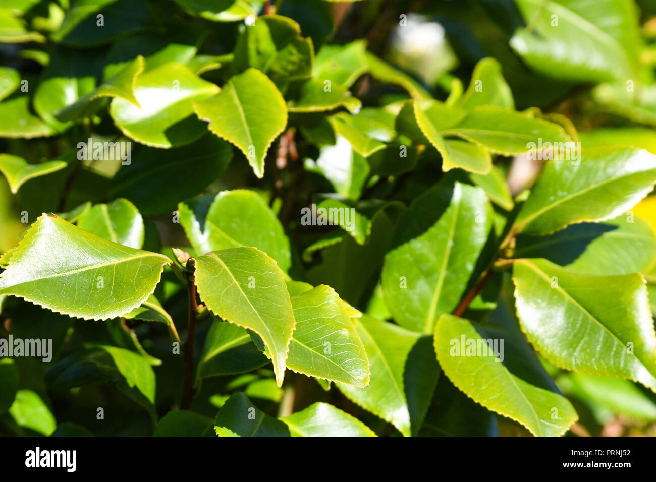 green shrub in summer Stock Photo