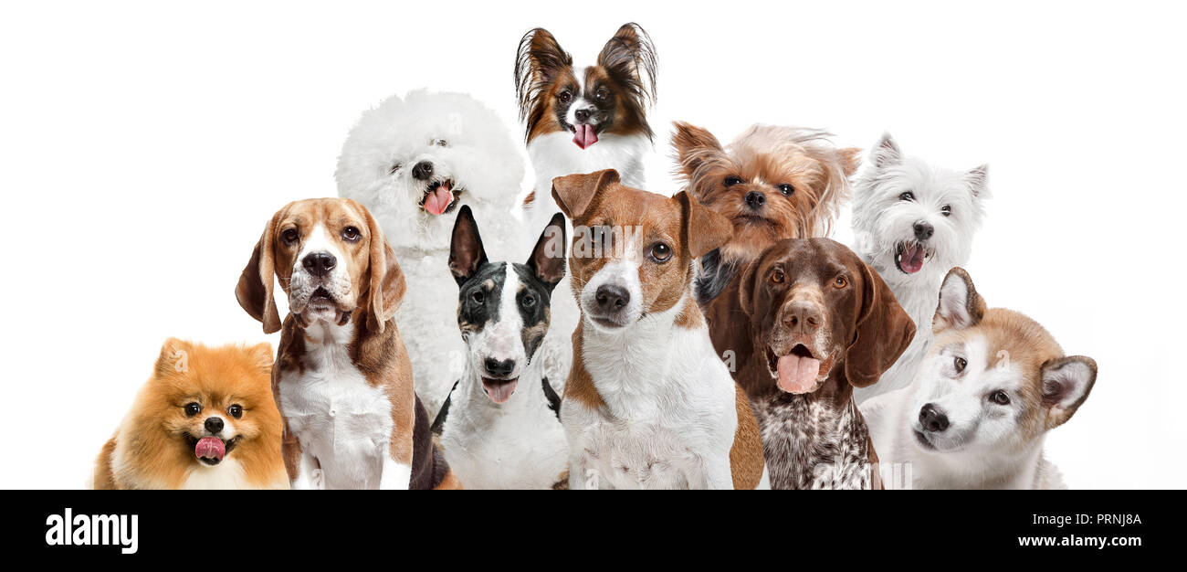Differents dogs looking at camera isolated on a white studio background ...