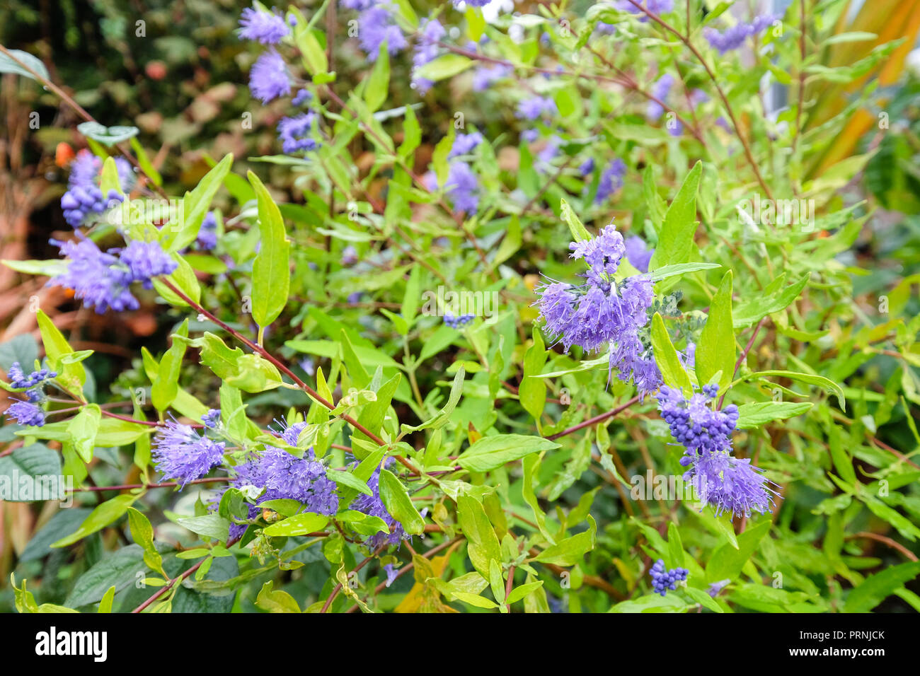 caryopteris flowering Stock Photo