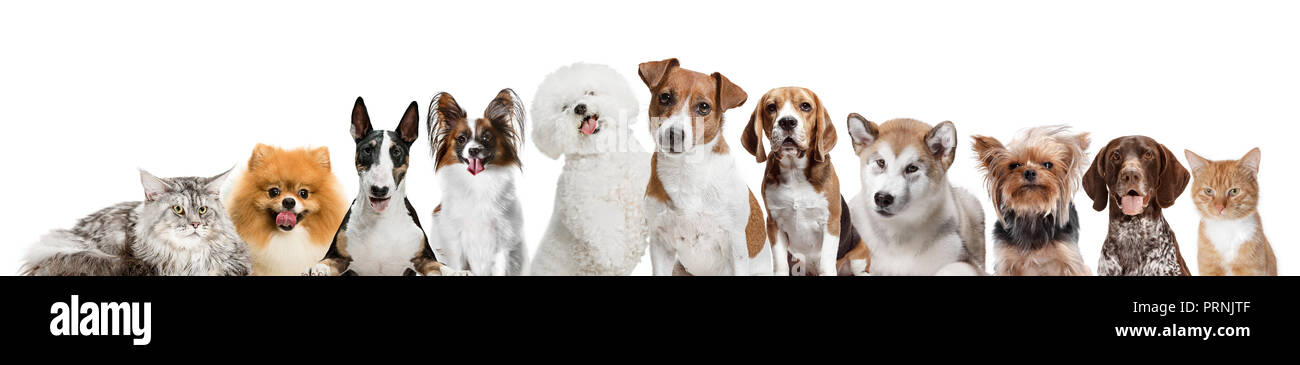Differents dogs looking at camera isolated on a white studio background ...