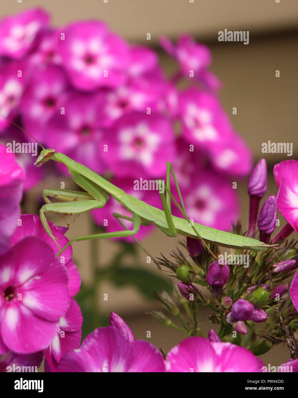 Praying Mantis on Flower Stock Photo Alamy
