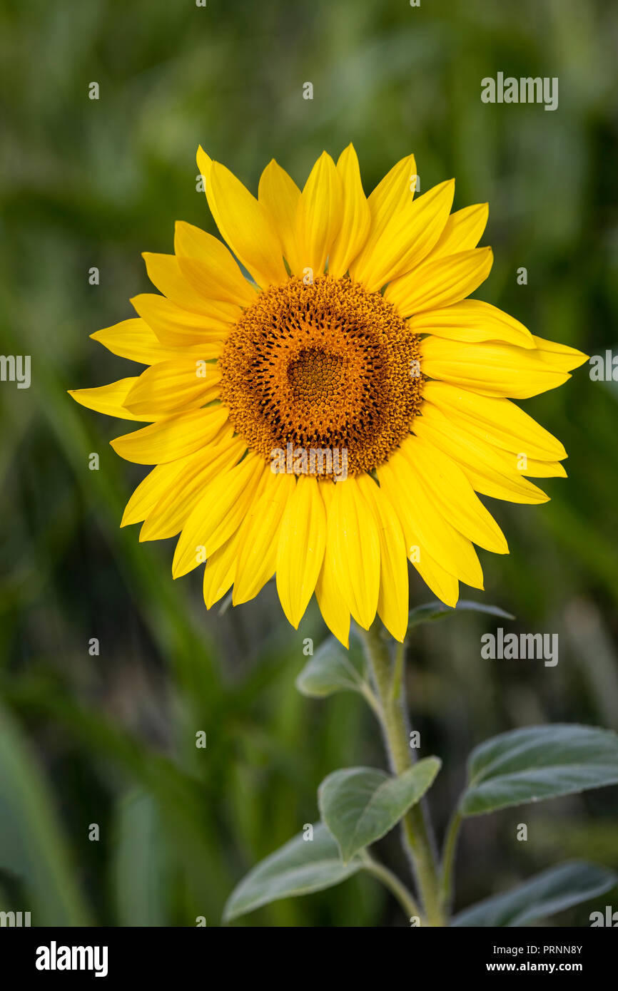 Close up of a single sunflower - Helianthus annuus flowerhead, flowering in an English garden, England, UK Stock Photo