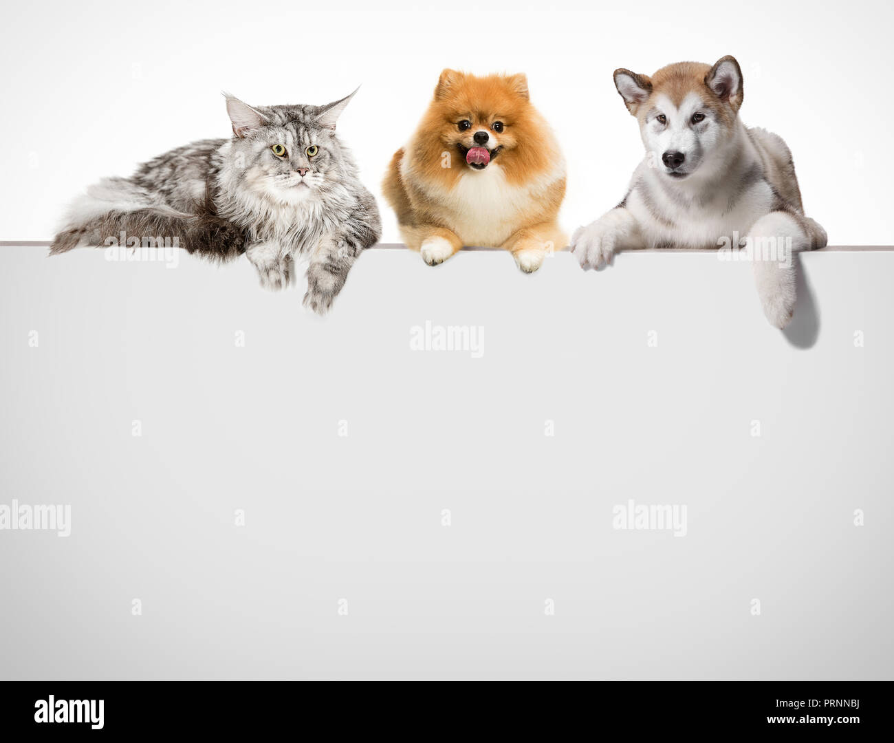 Row of cats and dogs hanging their paws over a white banner. Image sized to fit a popular social media timeline photo placeholder Stock Photo