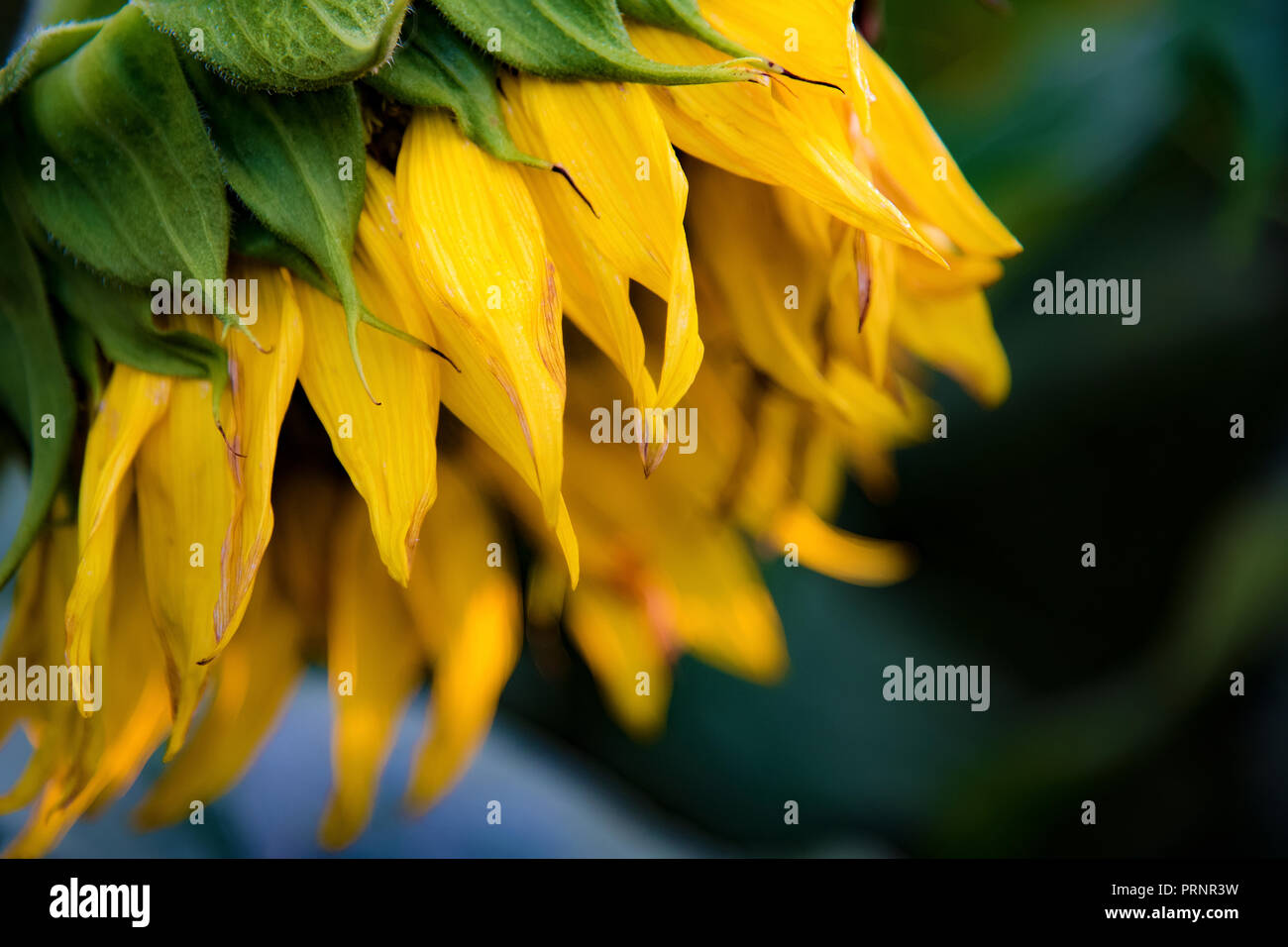 Wilting Sunflower Stock Photo Alamy
