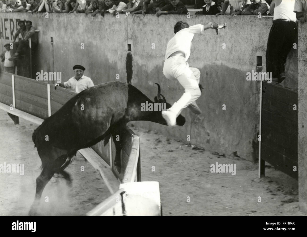 Raging bull with jumping man, 1950s Stock Photo
