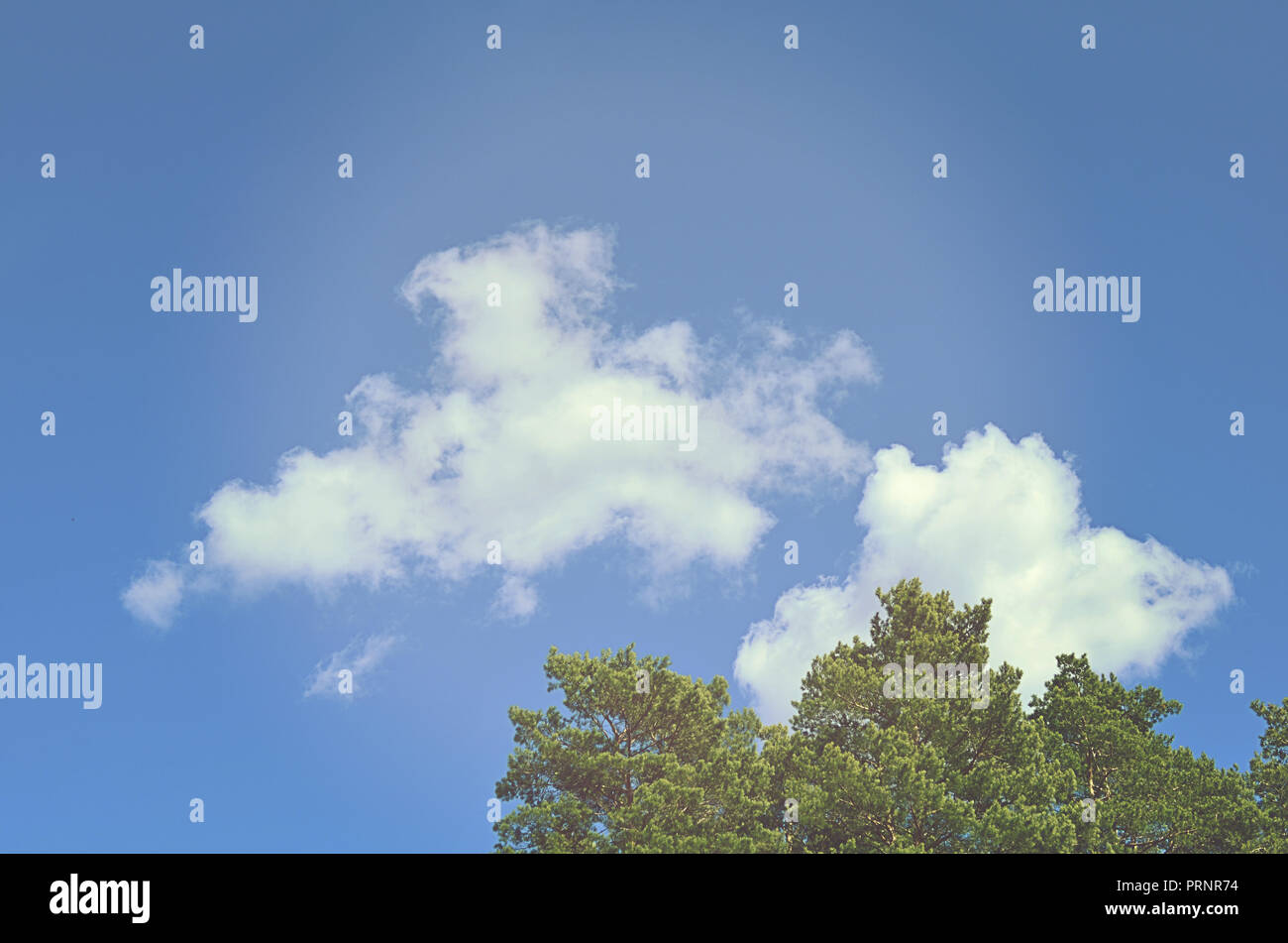 Tops of tree pine in sky with clouds Stock Photo - Alamy