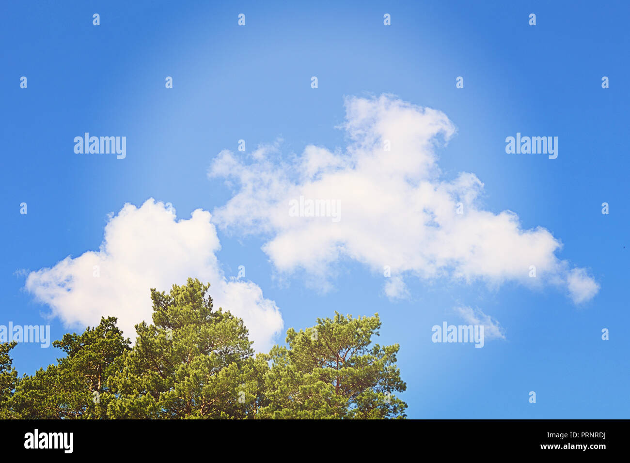 Tops of tree pine in sky with clouds Stock Photo - Alamy