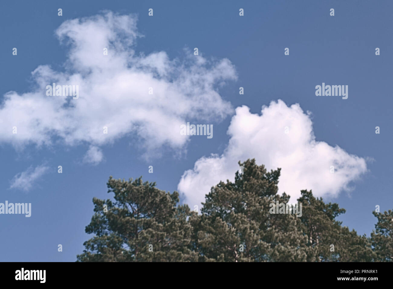 Tops of tree pine in sky with clouds Stock Photo - Alamy