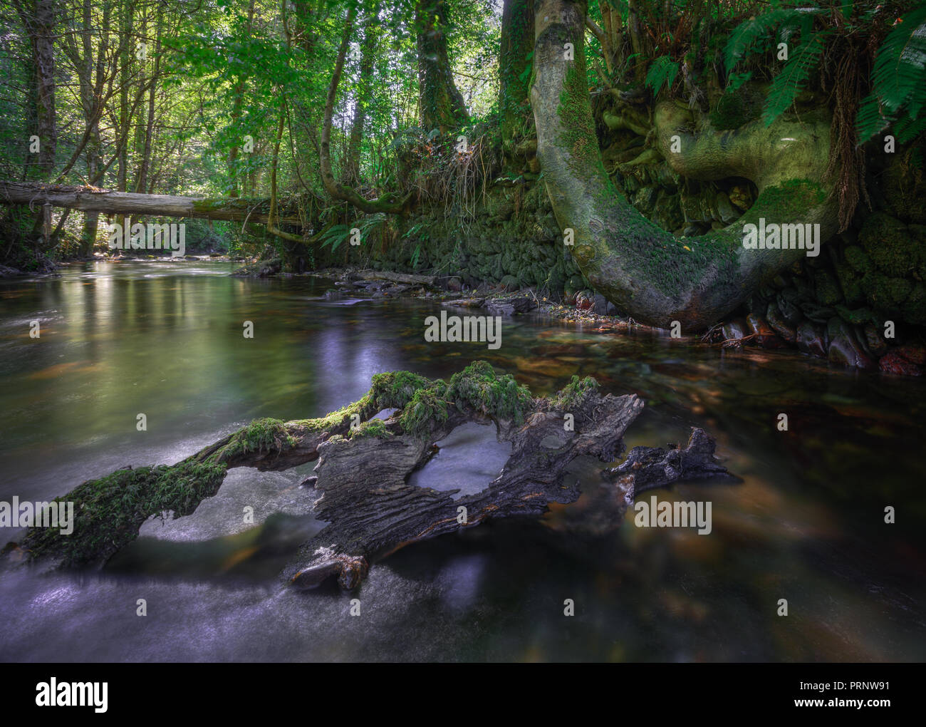 Curious trees in a river in Triacastela, Galicia Stock Photo