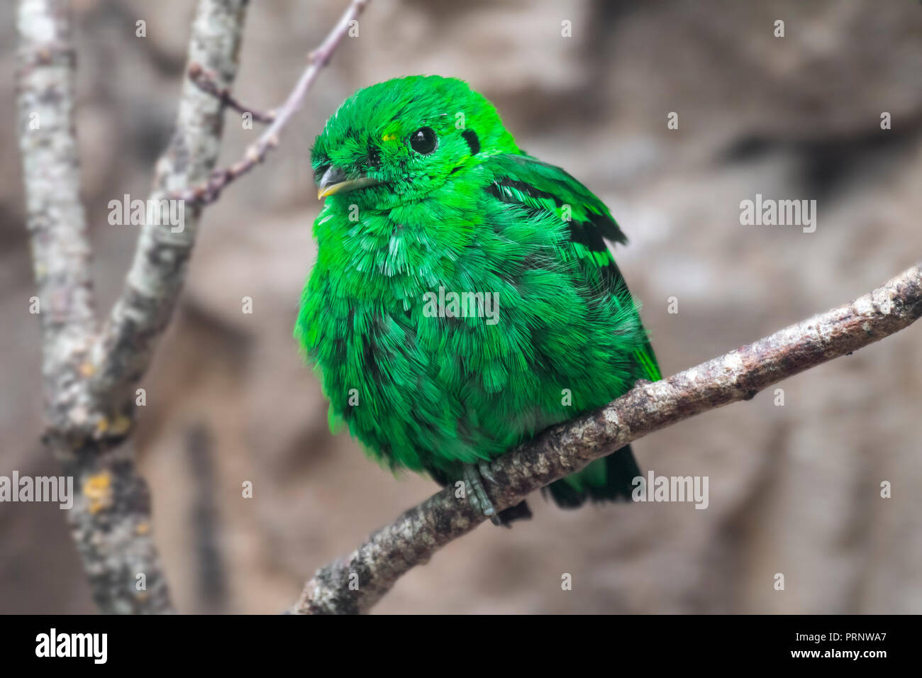 lesser green broadbill calyptomena