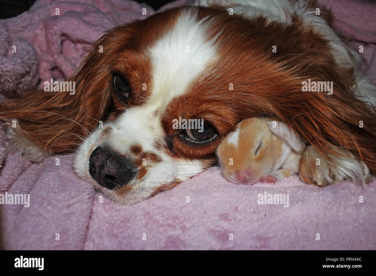 Dog and baby rabbit together. animal friendship. Cute animals pets. Stock Photo